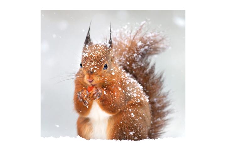 Red squirrel card pack