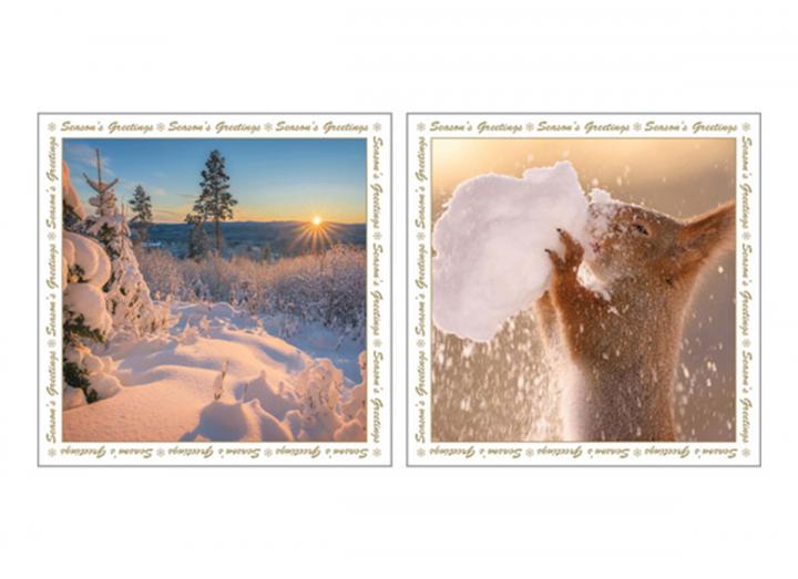 Winter scene & snowball squirrel card pack