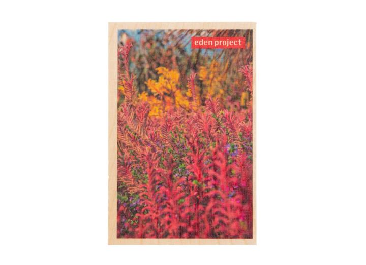 Wooden postcard kangaroo paw