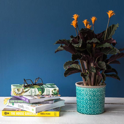 Books in a pile next to a plant pot
