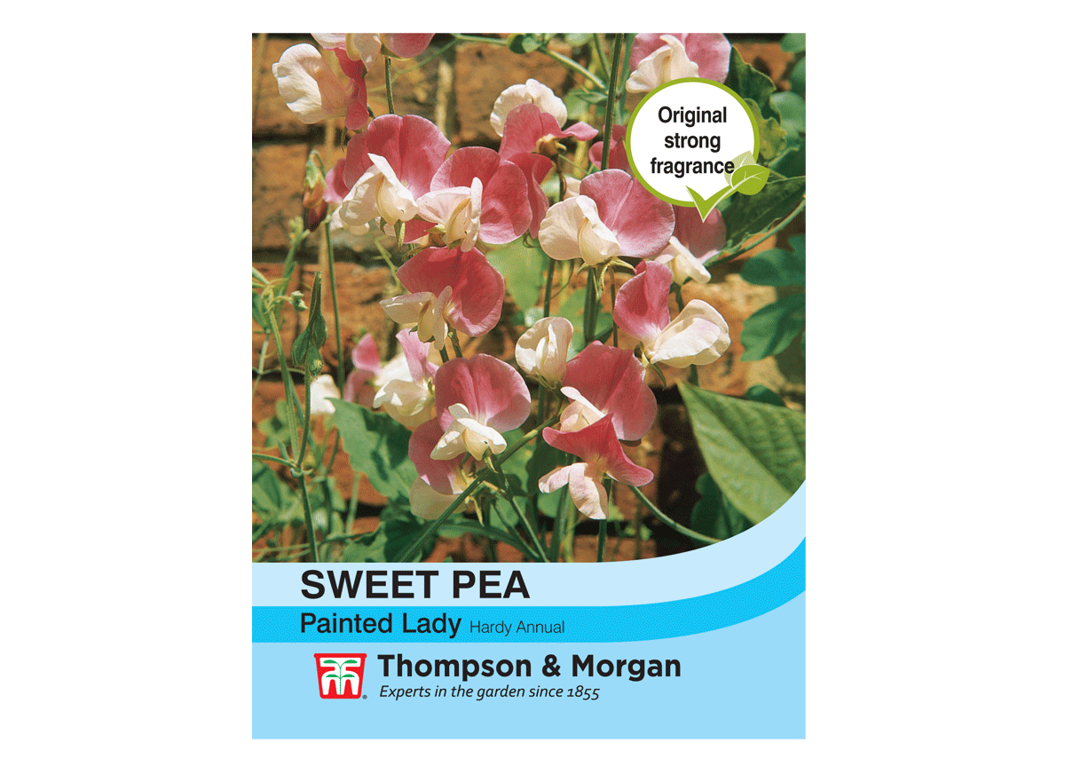 Sweet Pea Matucana Kings Seeds 20 Seeds
