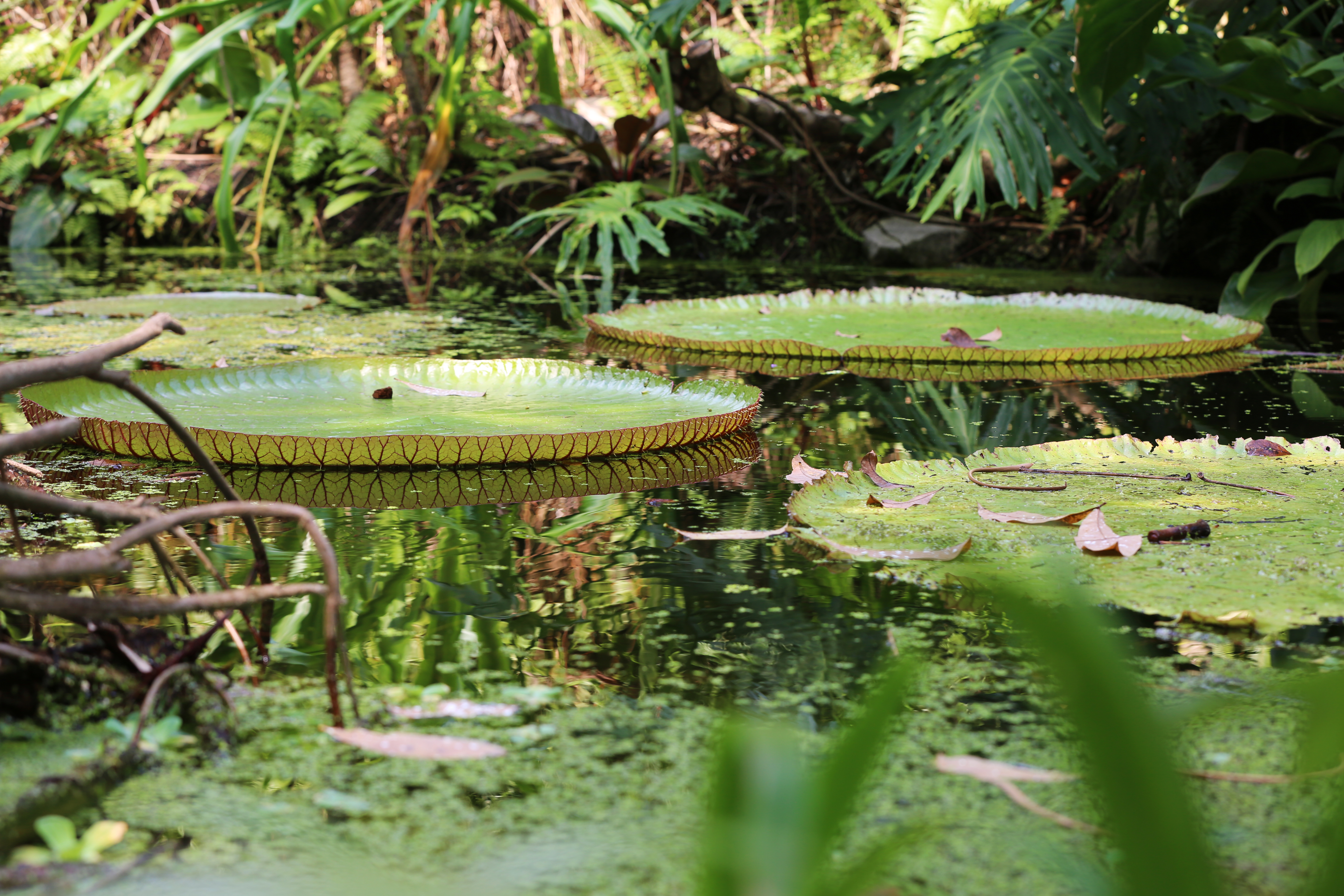 Santa Cruz water lily