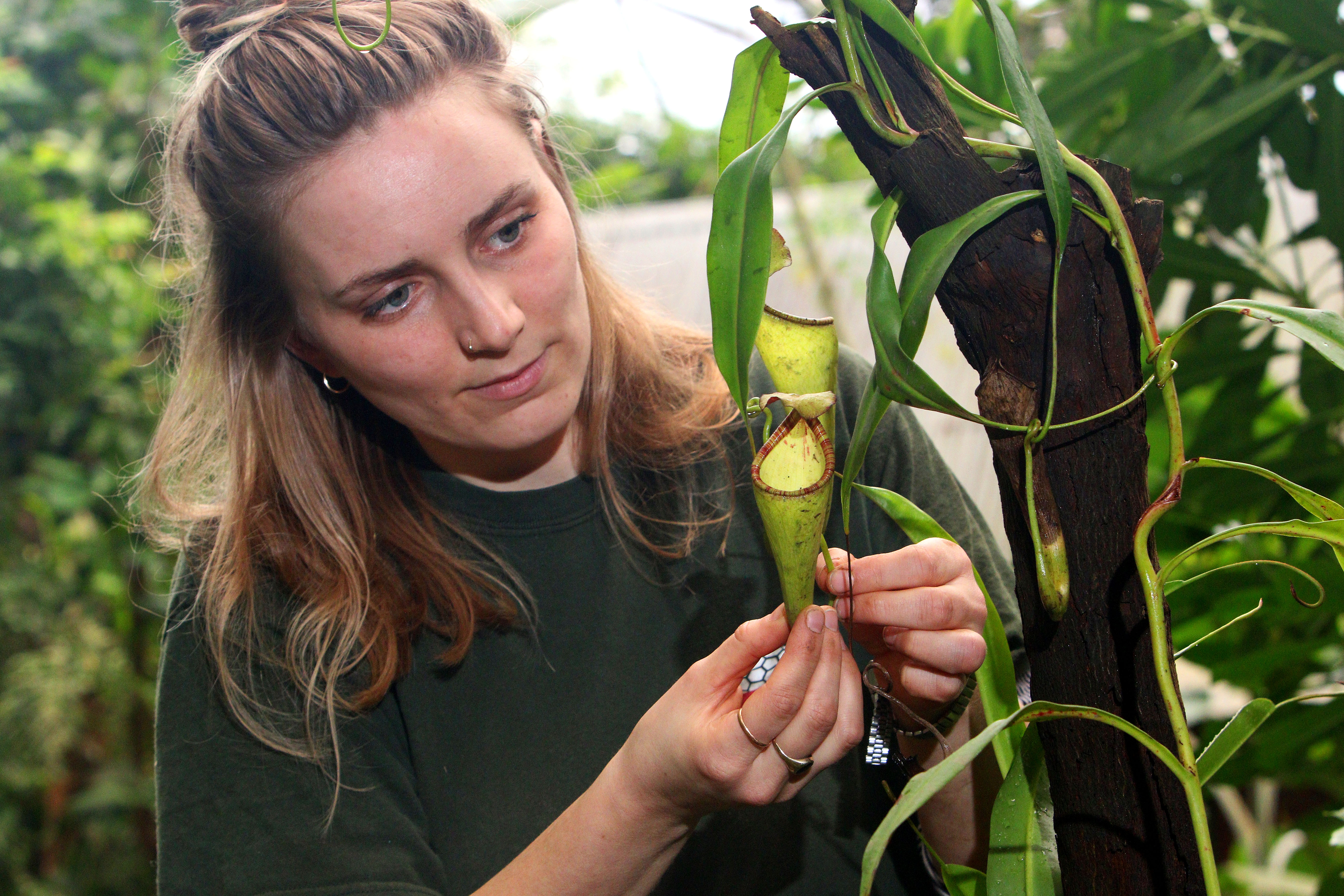 Rainforest Science Blog for Kids: A Perfect Fit: Leaf Adaptations in the  Rainforest - EdTechLens