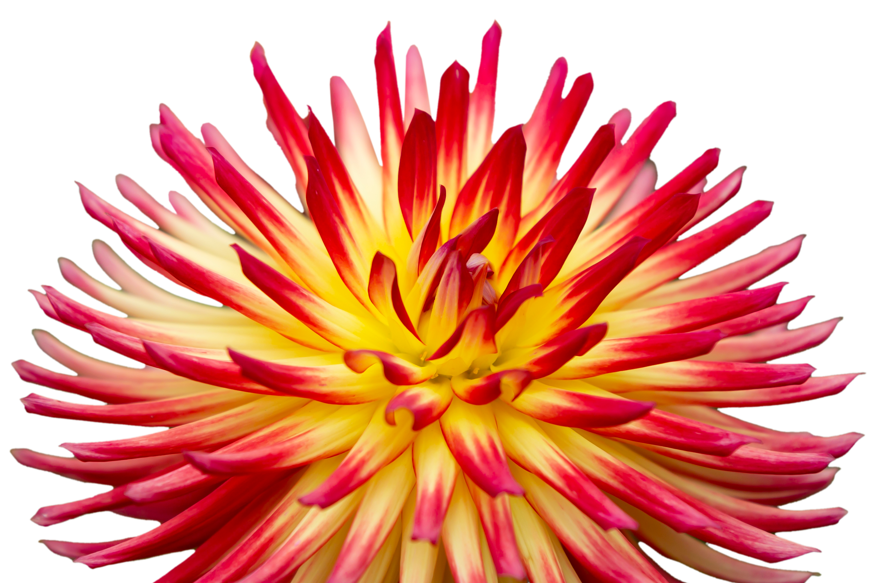 Dahlia flower