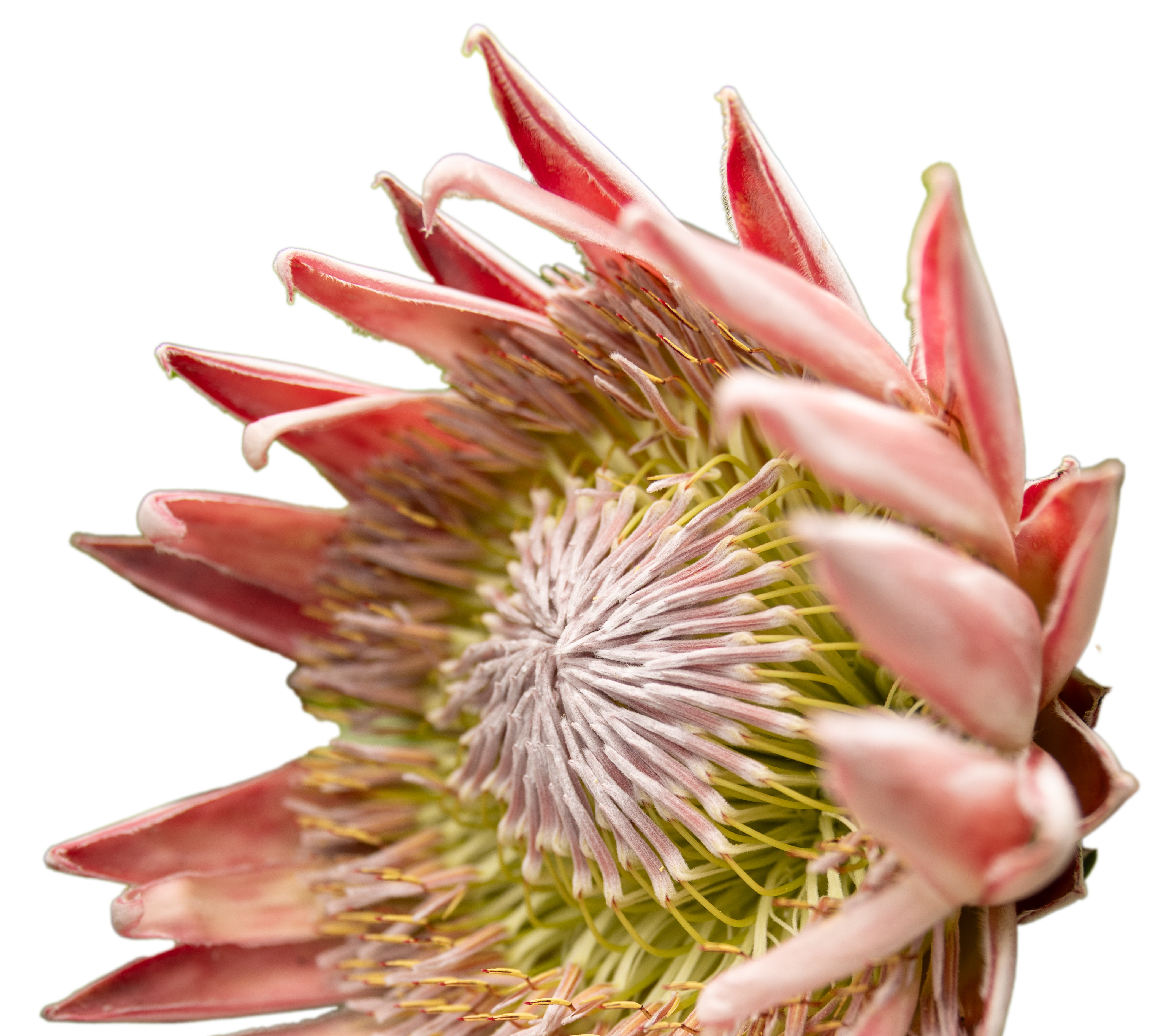 Protea flower