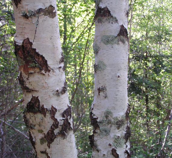 10 British trees to grow in your garden | Eden Project