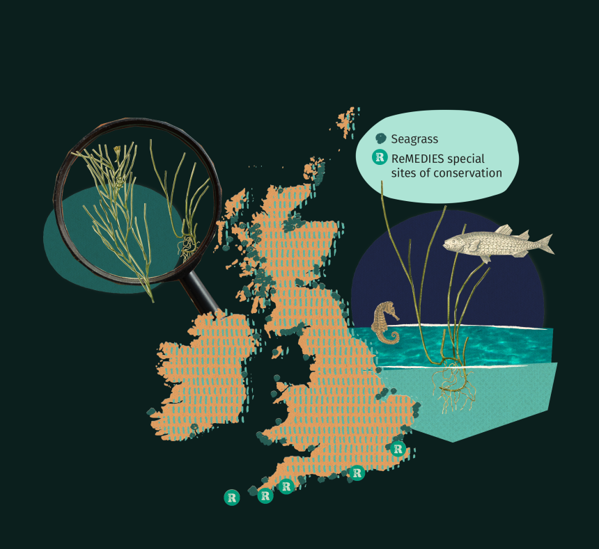 Seagrass Underwater Heroes Eden Project Seagrass Underwater Heroes Eden Project