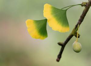 Ginkgo leaves and fruit