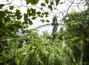 A close up of inside the rainforest biome with green leaves and the top of the biome on show