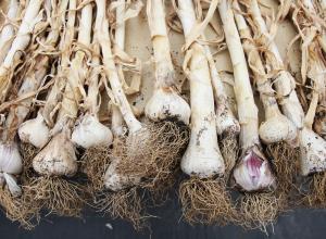 A set of garlics freshly picked with the roots still on show laid on a table