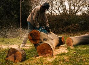 Man with chainsaw cutting fallen tree into pieces