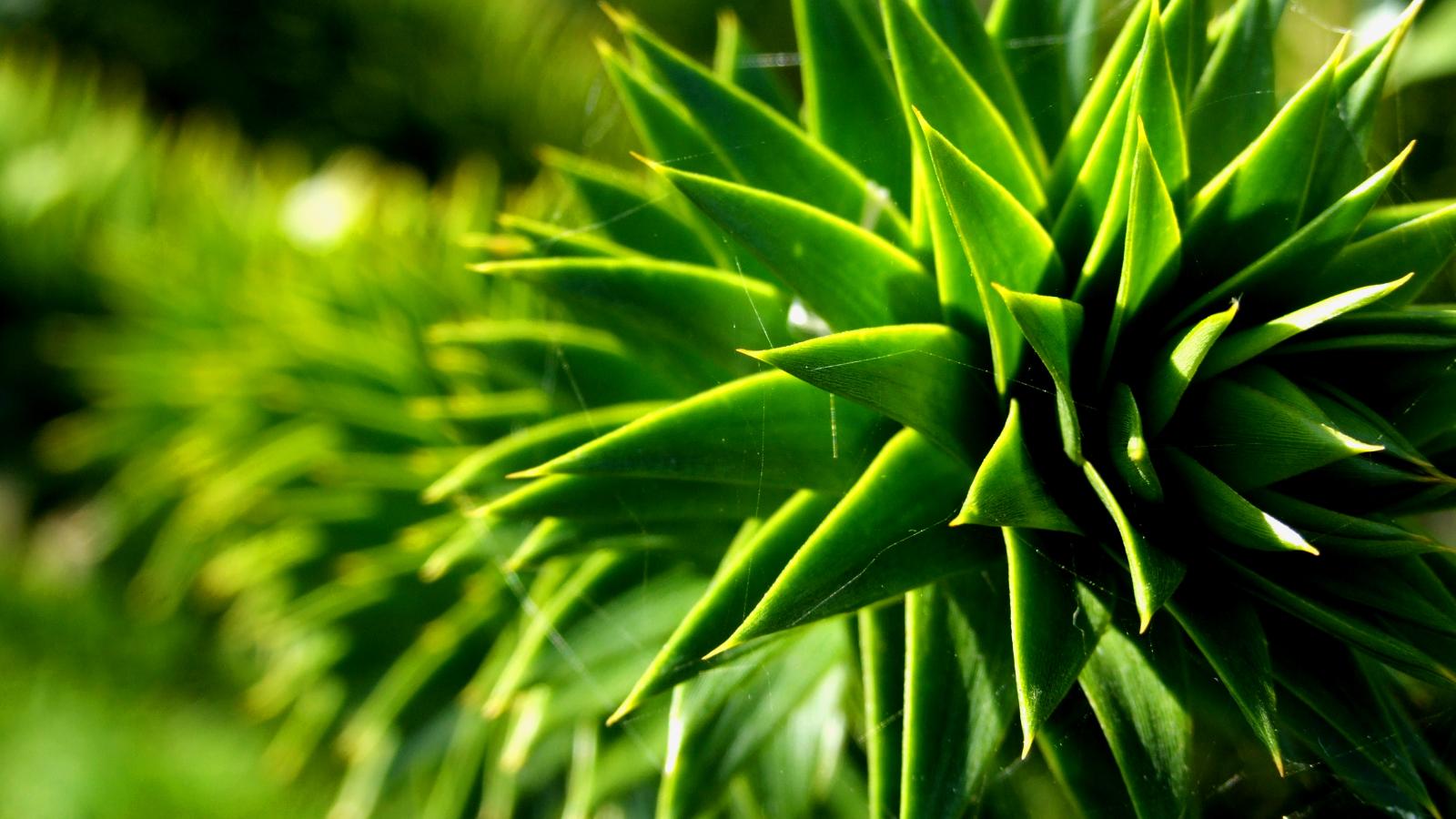 Monkey puzzle leaves