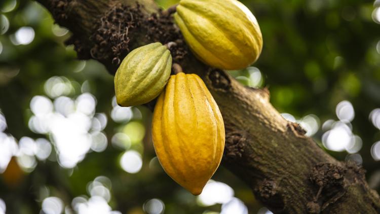 Three cacao pods growing on a tree