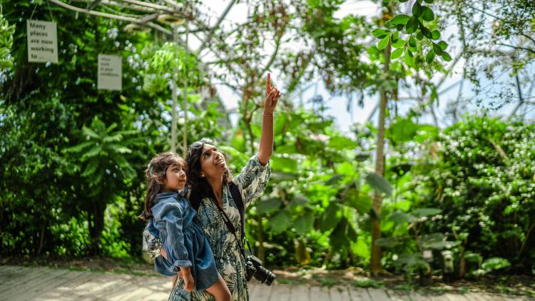 Mother holding young daughter and pointing at tree in Rainforest Biome at Eden Project