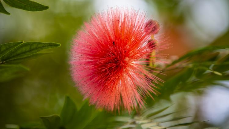 Red powderpuff flower