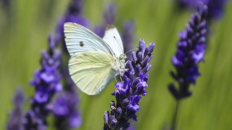 White butterfly on a purple lavender flower