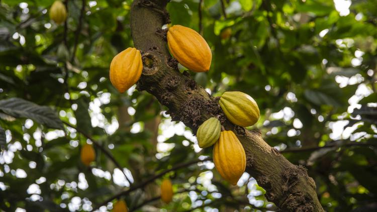 Cacao pods growing on a tree