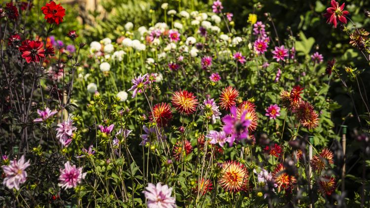 Dahlias growing in Outdoor Gardens at Eden Project