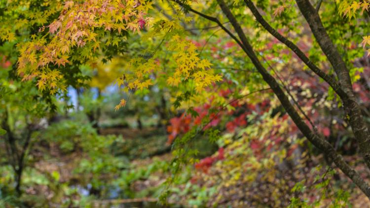 Japanese swale in Outdoor Gardens at Eden Project