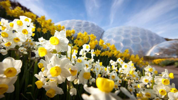 Daffodils in Outdoor Gardens at Eden Project