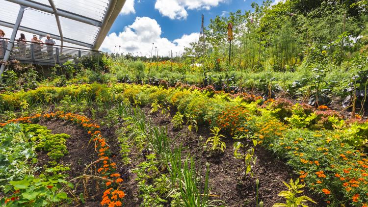 Sense of Taste garden at Eden Project