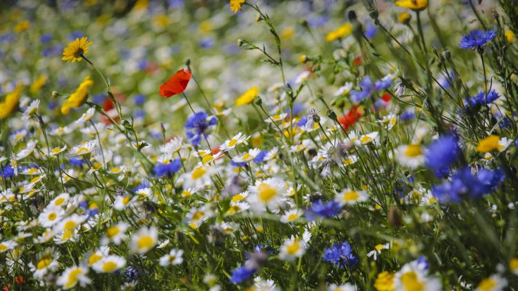 Wildflowers growing in Outdoor Gardens