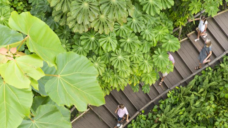 Aerial view of family walking down steps surrounded by tropical foliage in Eden's Rainforest Biome