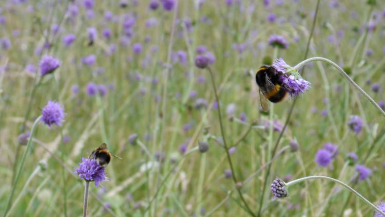 Bee on wildflowers