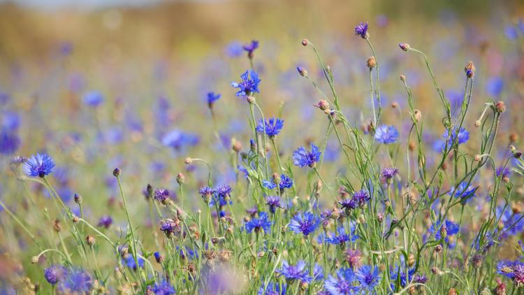 A blue haze of cornflowers.