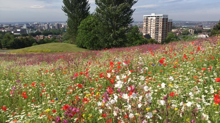 Everton Park wildflowers in Liverpool