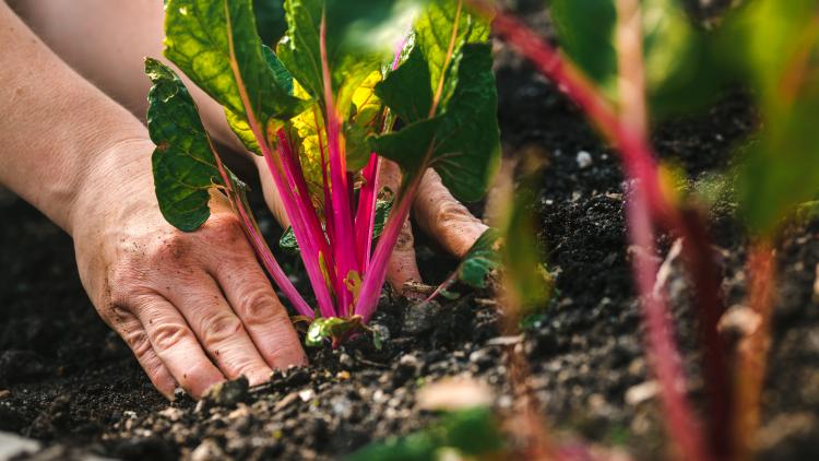 Hand planting Swiss chard