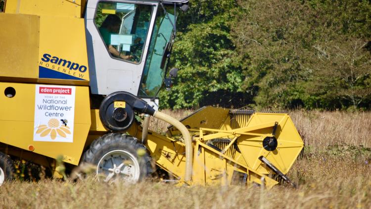 Harvesting at Heligan with ‘Buttercup’ the NWC combine.