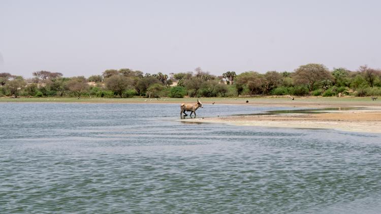 Animals on shore of Lake Chad