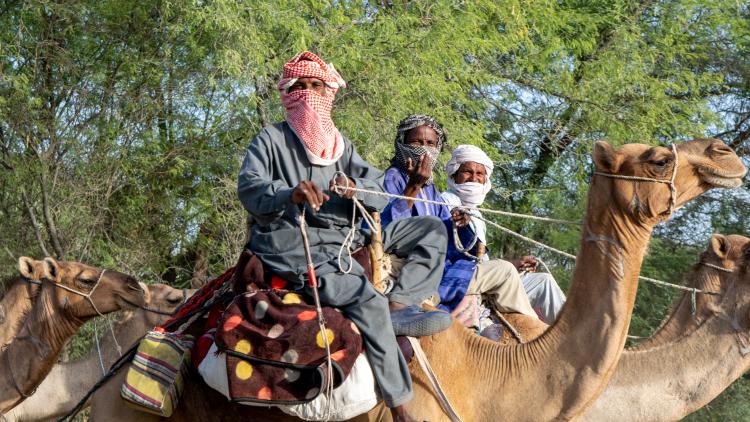 People riding on camels