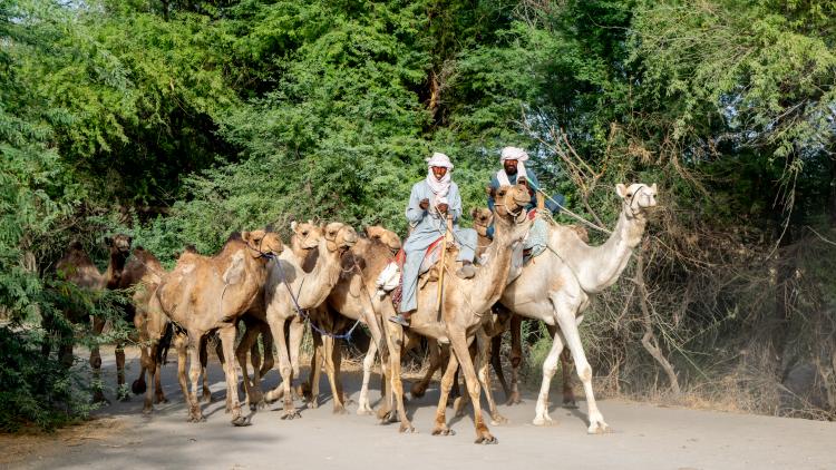 People riding on camels
