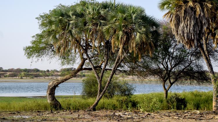 Trees on shore of Lake Chad