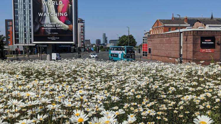 Ox-eye daisies in Liverpool city centre.