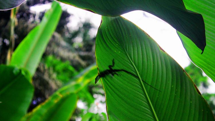 A close up view, looking up at some green leaves and you can see a small lizard on top of one of the leaves