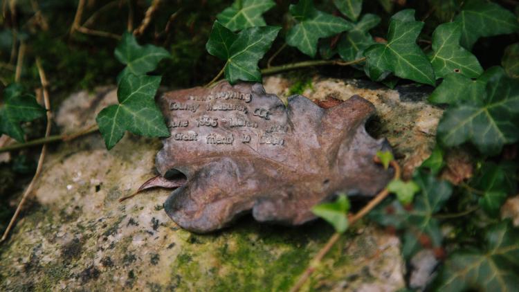Oak bronze leaf on granite rock surrounded by ivy