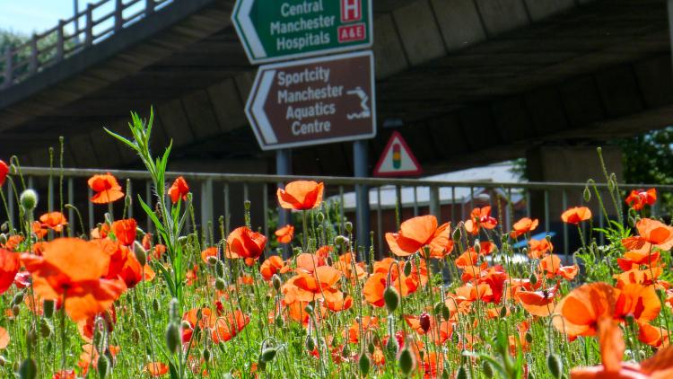Poppies in Manchester by a road