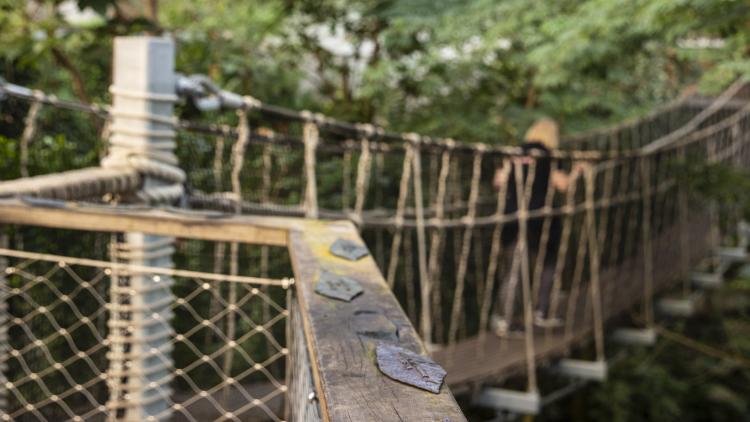 Bronze leaves on the Rainforest Walkway