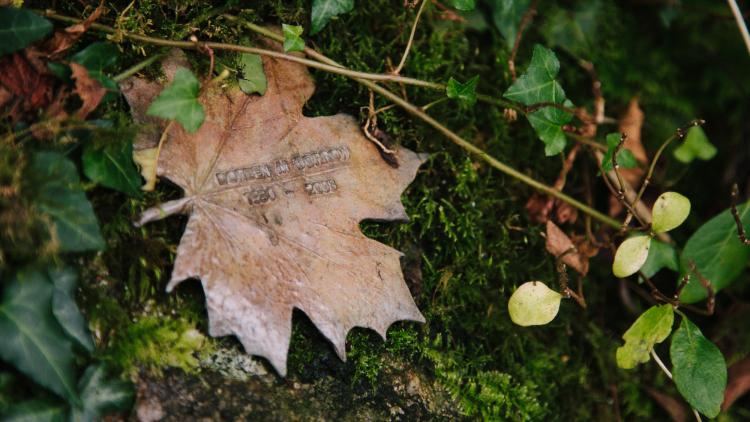 sycamore bronze leaf