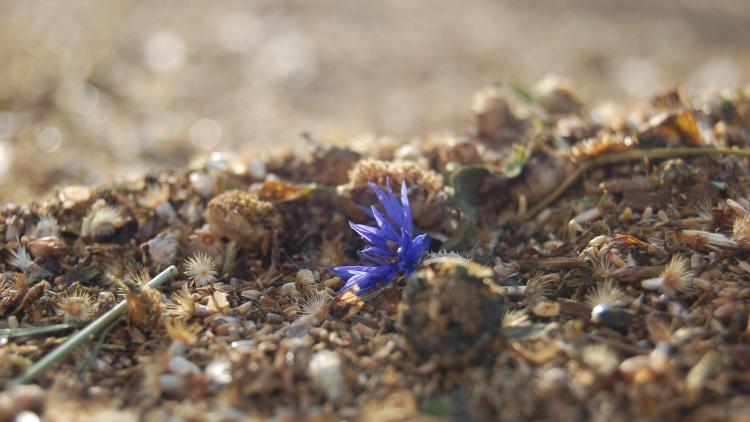 Cornflower and wildflower seeds drying