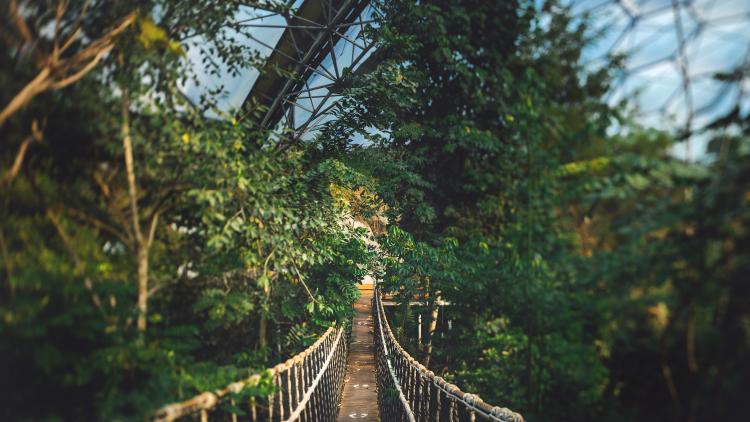 Wobbly bridge in Eden Project Rainforest Biome
