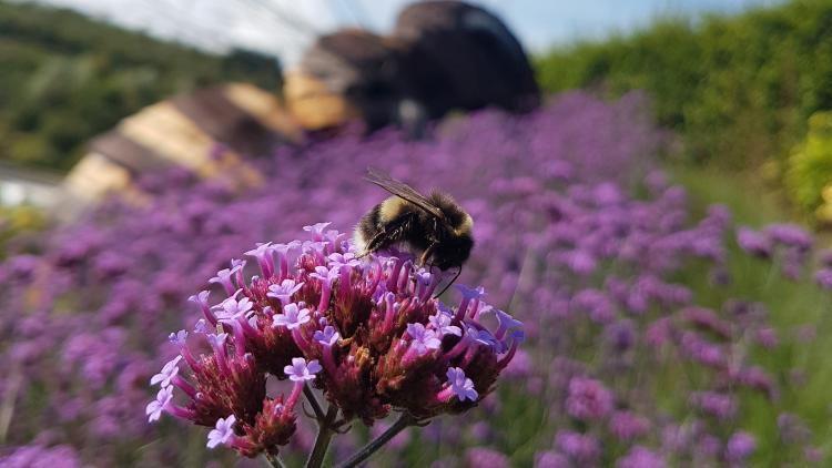 Eden Photo Comp winner 2018 - Bee Kind