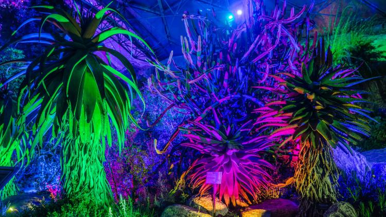 Beautifully-lit Biomes