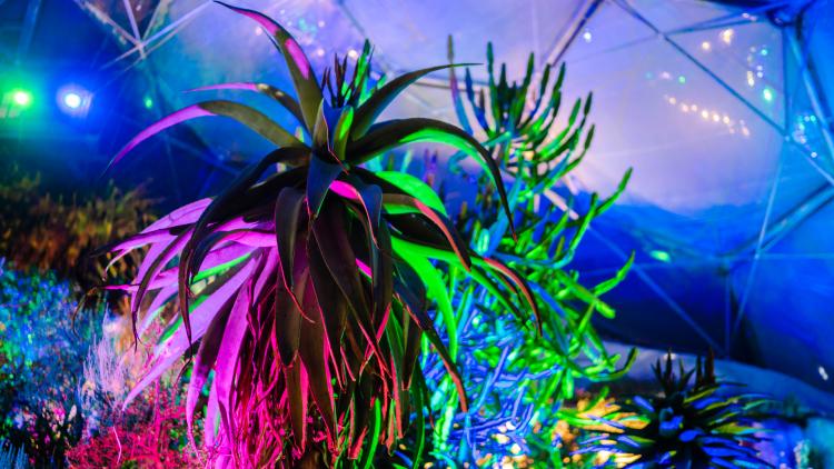 Aloes lit up with Christmas lights in the Med Biome