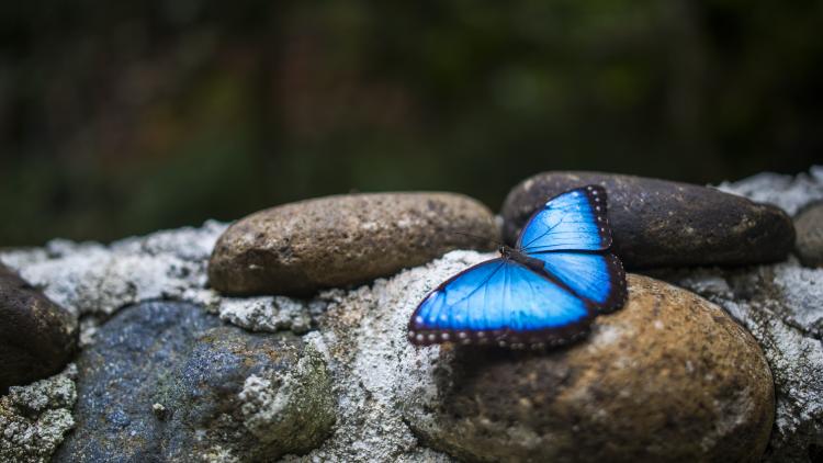 Blue morpho butterfly