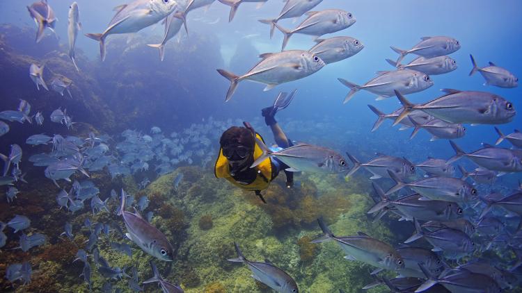 Diver and fish