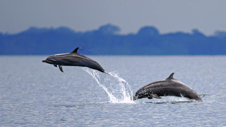 Dolphins